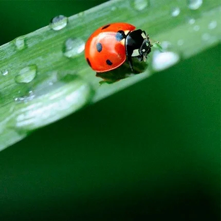 CONCEPTION ÉCOLOGIQUE 